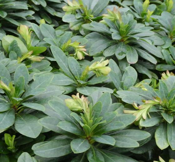 Euphorbia amygdal. robbiae P9