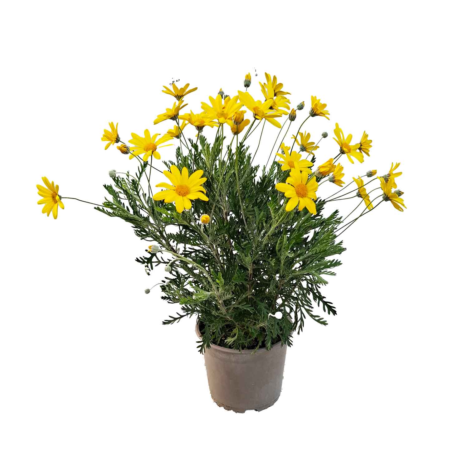 EURYOPS PECTINATUS BUSH D19