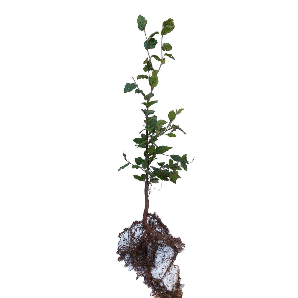 Bøgehæk - Fagus sylvatica 3års omplantet 50-80cm