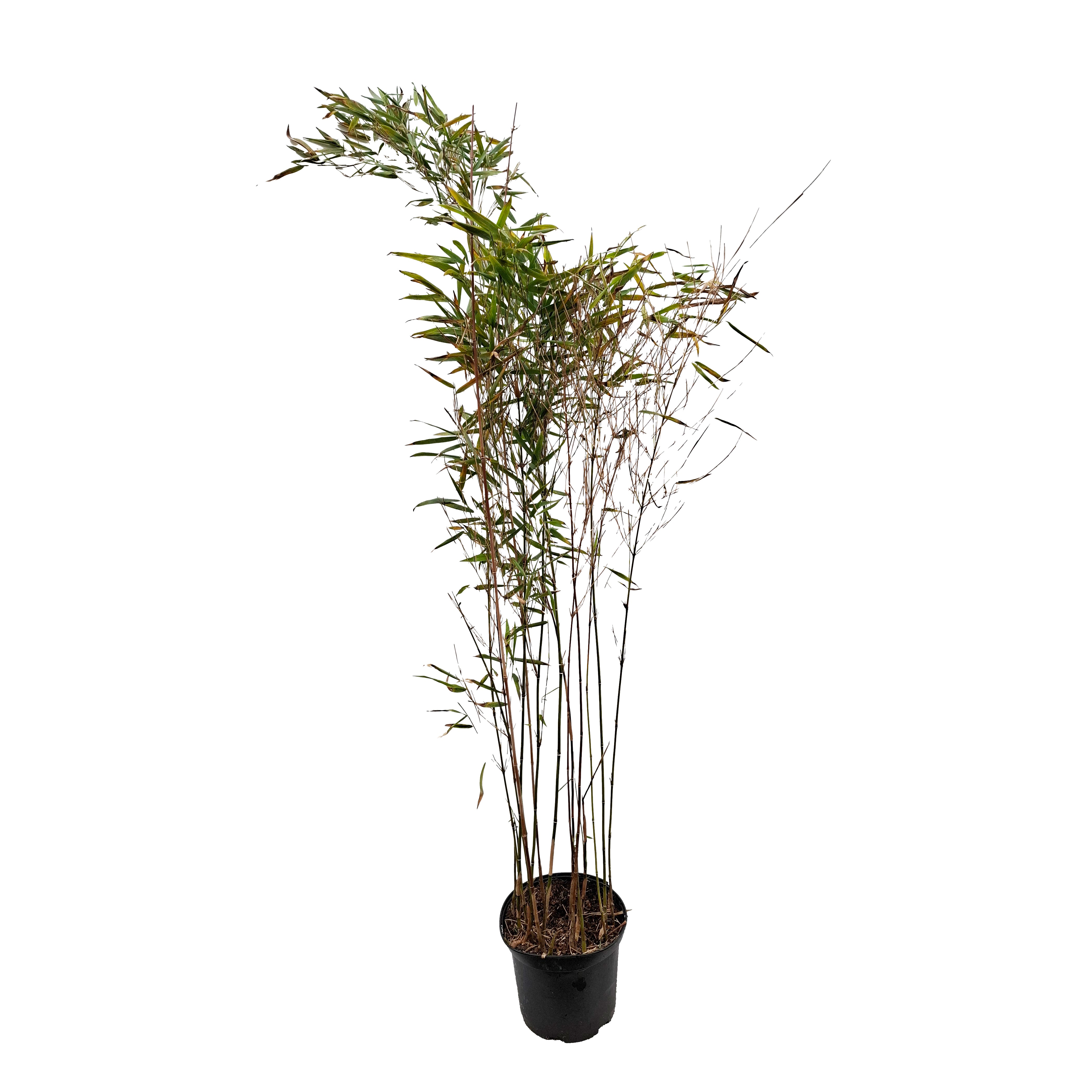 Fargesia scabrida 'Asian Wonder' 5L