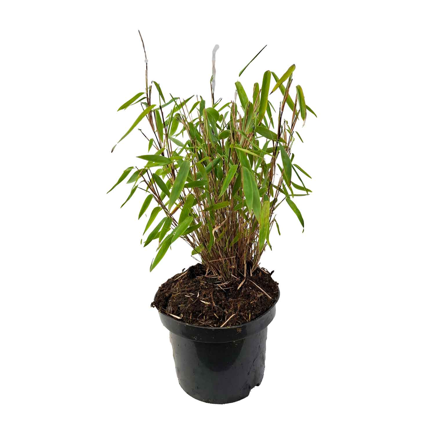 Fargesia mur. 'Elias' ® 2L