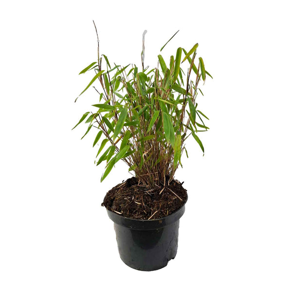 Fargesia mur. 'Elias' ® 2L