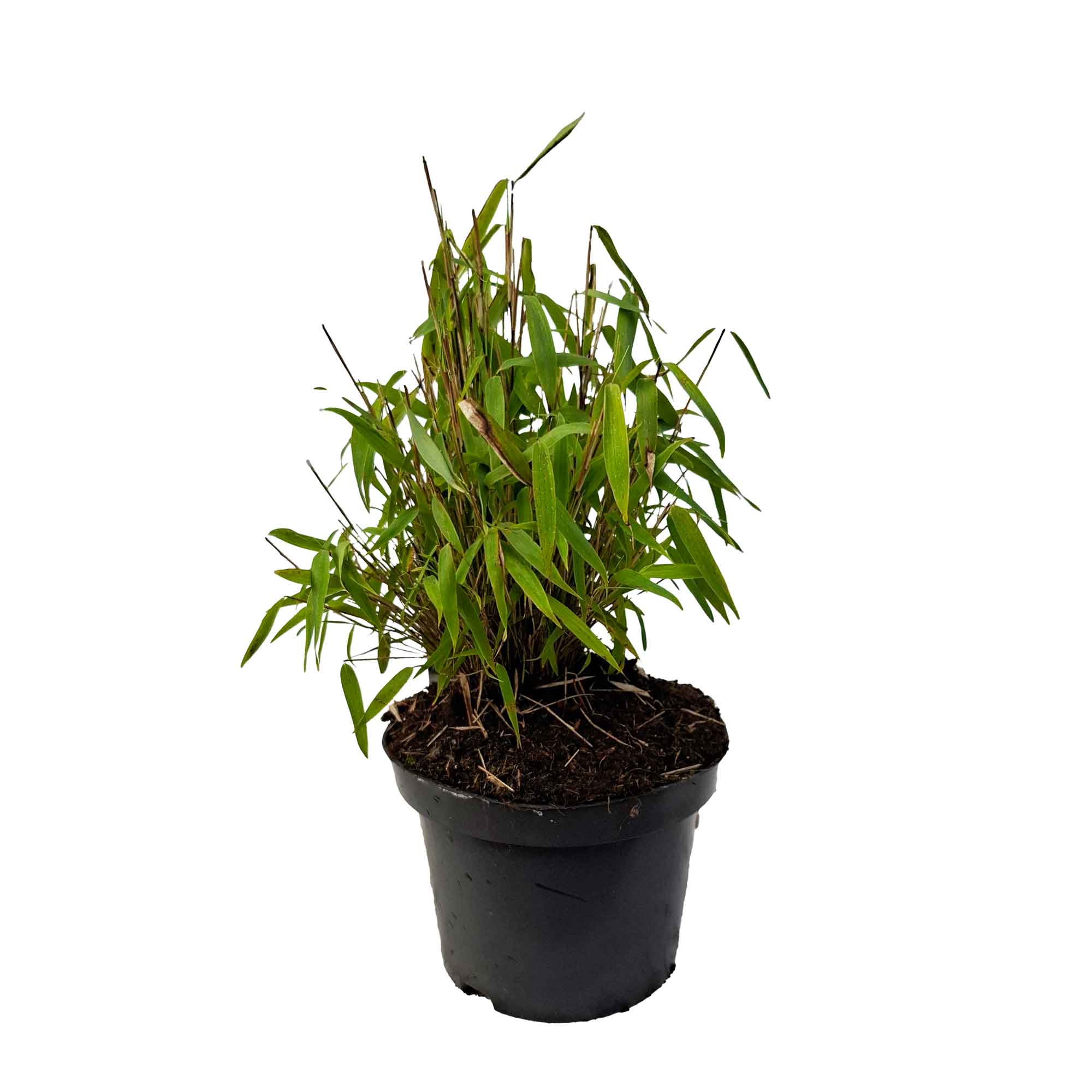 Fargesia mur. 'Luca' ® 2L