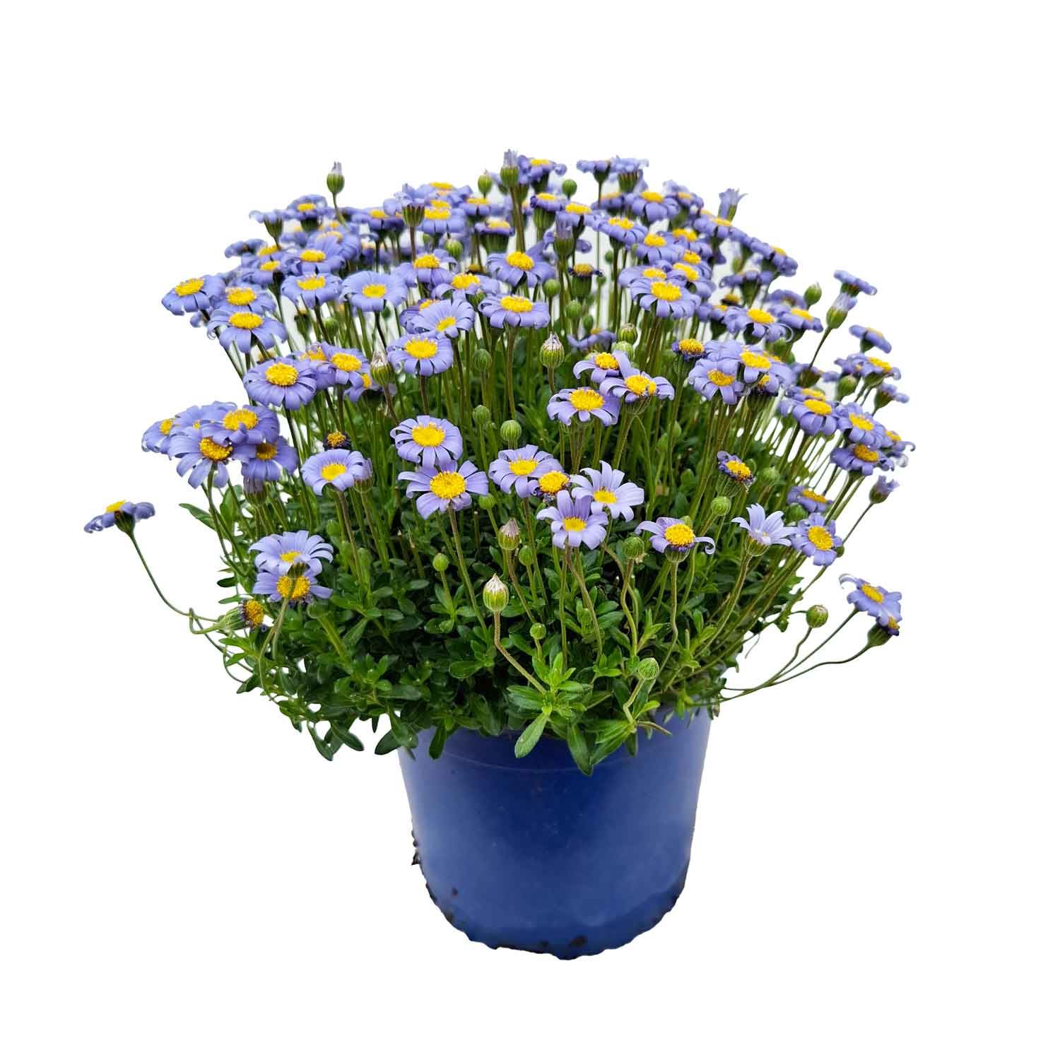 FELICIA AMELLOIDES BUSH.D19