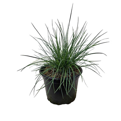 Festuca glauca 'Elijah Blue' 2L