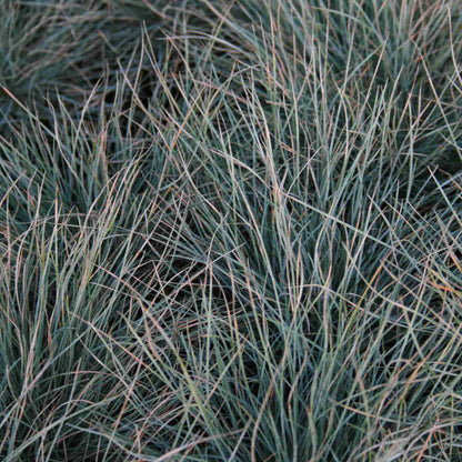 Festuca glauca 'Elijah Blue' 2L