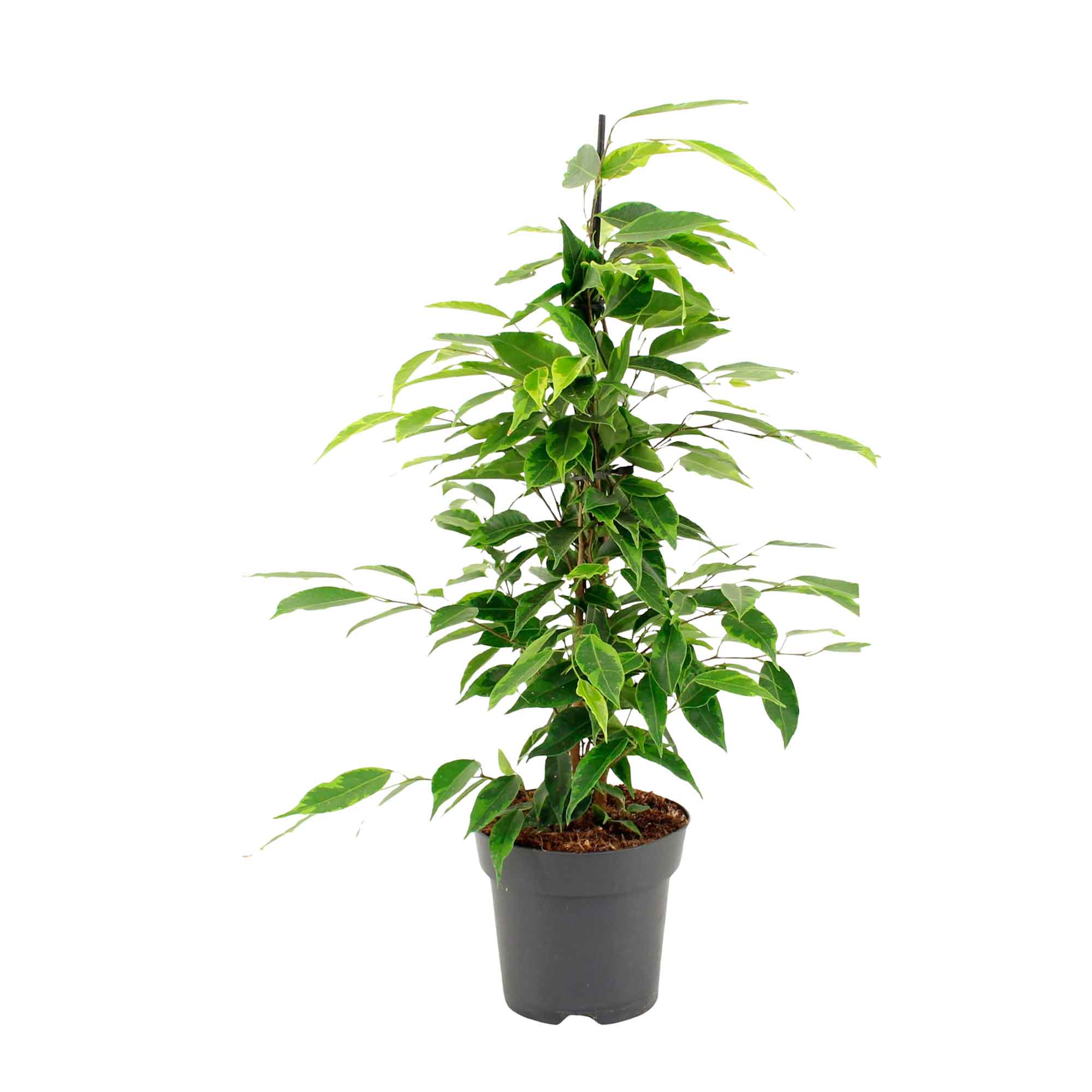 Ficus benj. 'Anastasia' 14cm