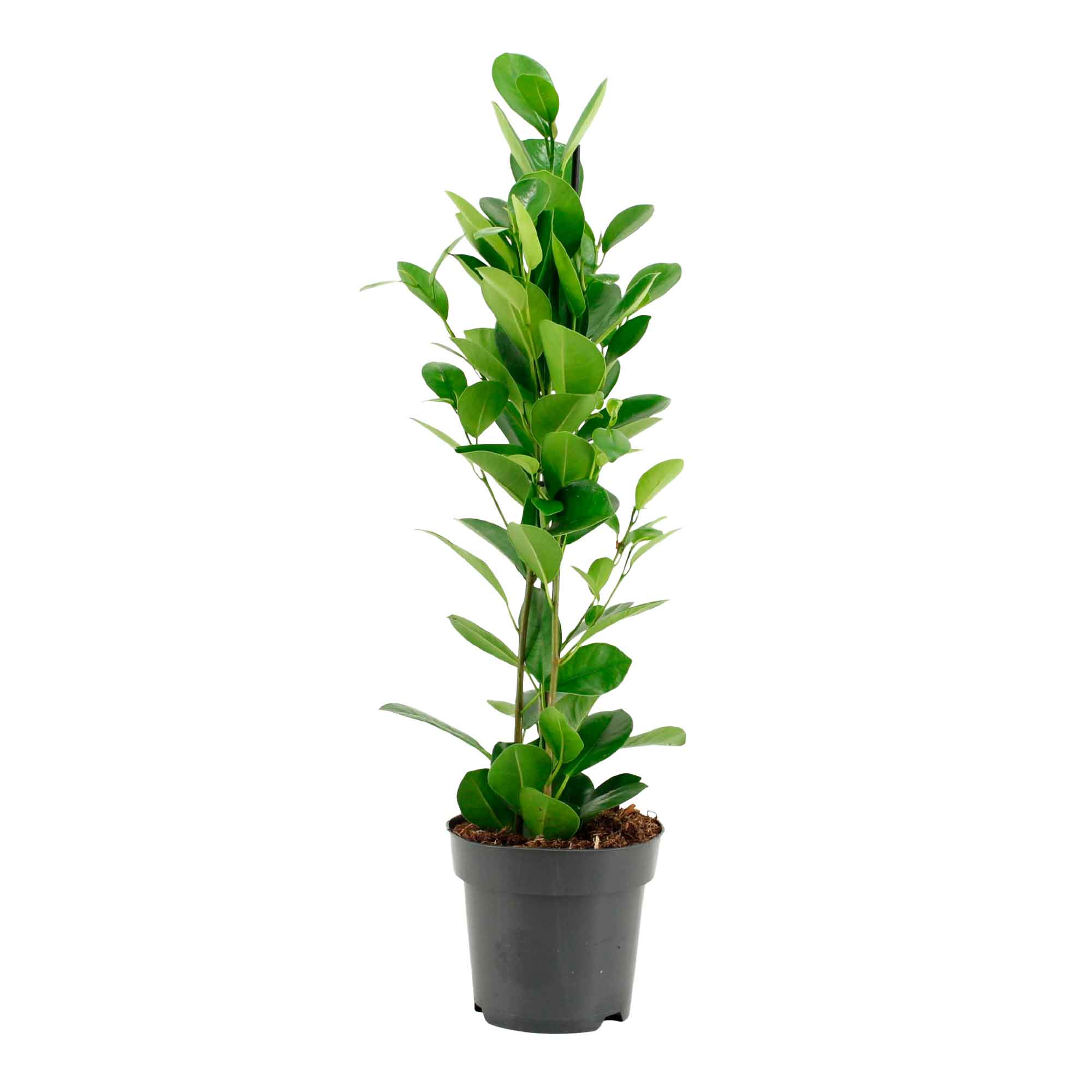 Ficus micr. 'Moclame' 14cm