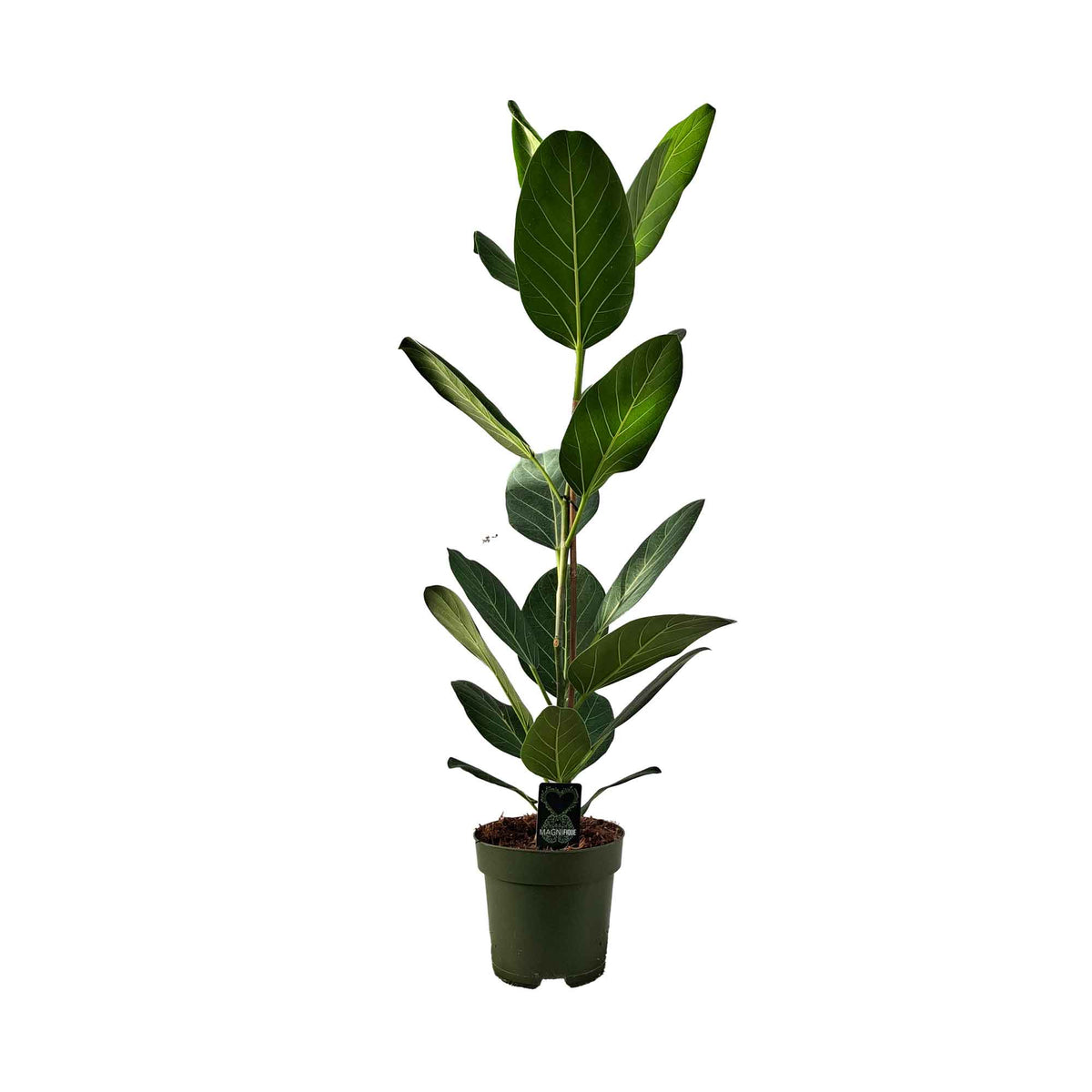 Ficus bengh. 'Audrey' 17cm