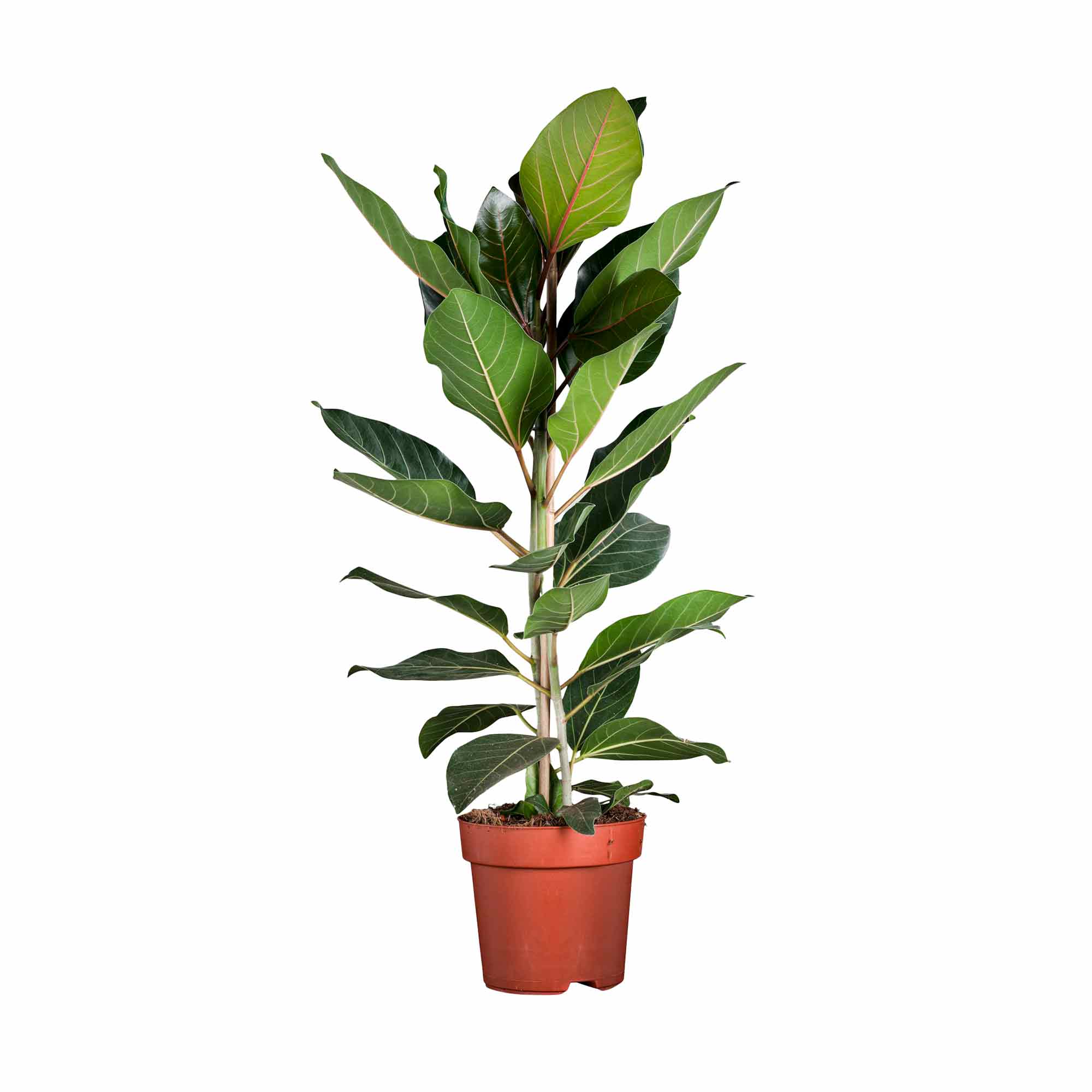 Ficus bengh. Joy 21cm
