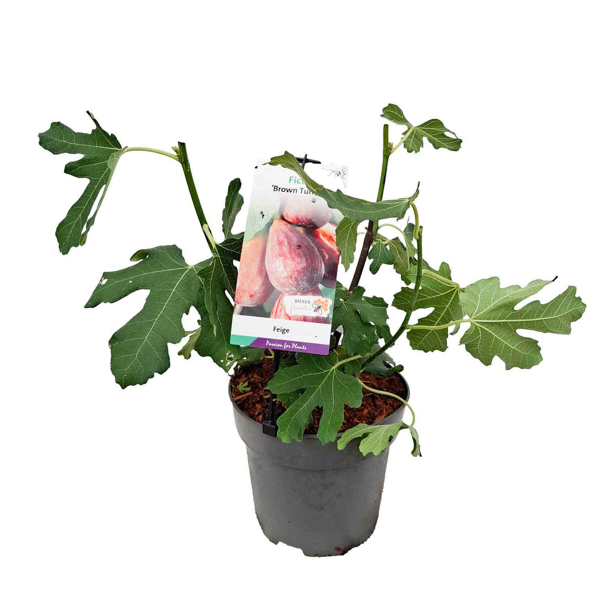 Ficus car. 'Brown Turkey' C5