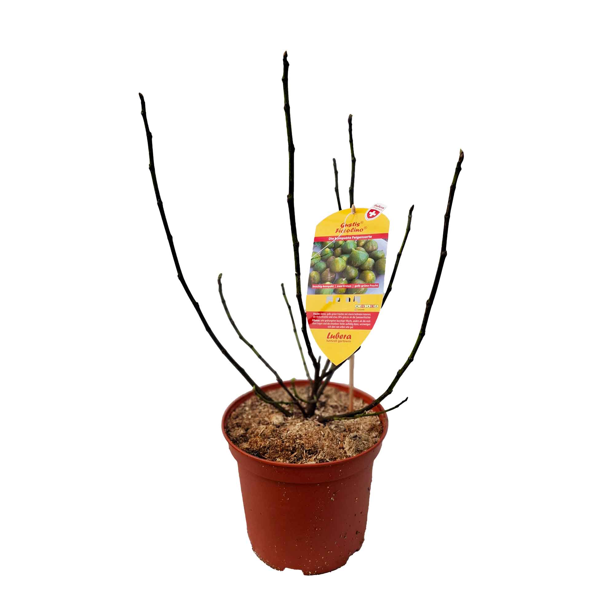 Ficus carica 'Ficcolino' 5L