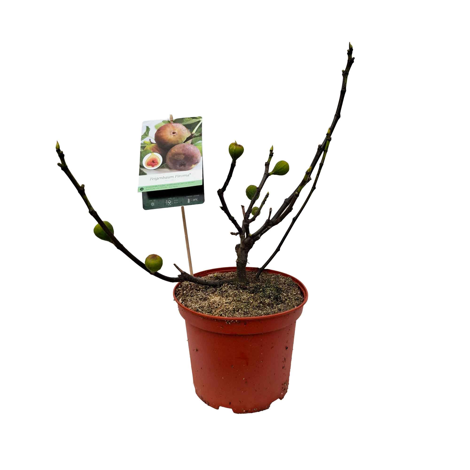 Ficus carica 'Firoma' 5L