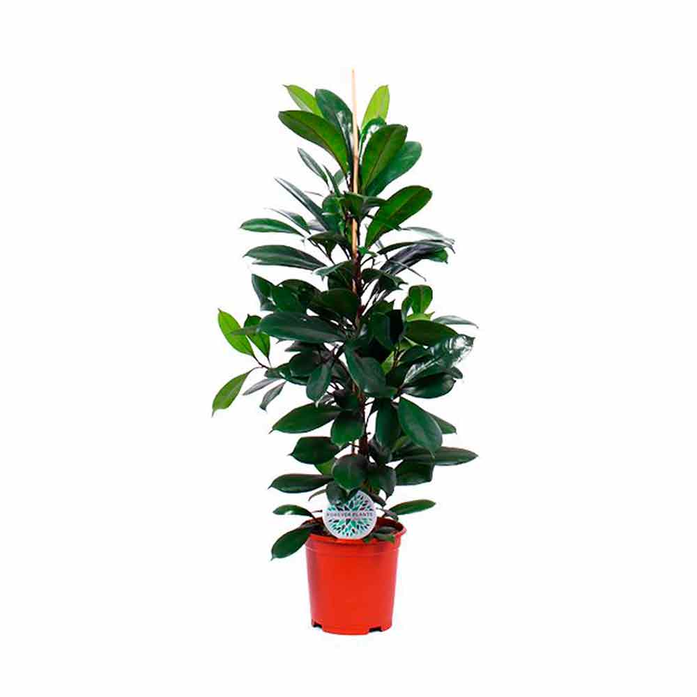 Ficus cyathistipula 21cm