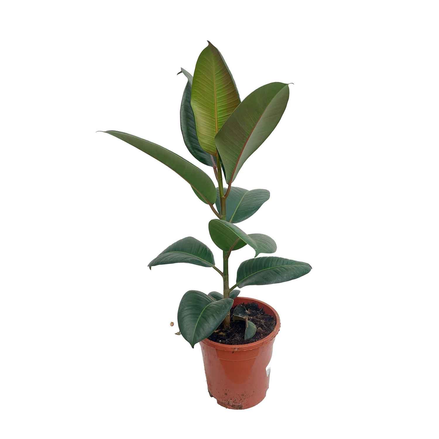 Ficus el. 'Robusta' 17cm