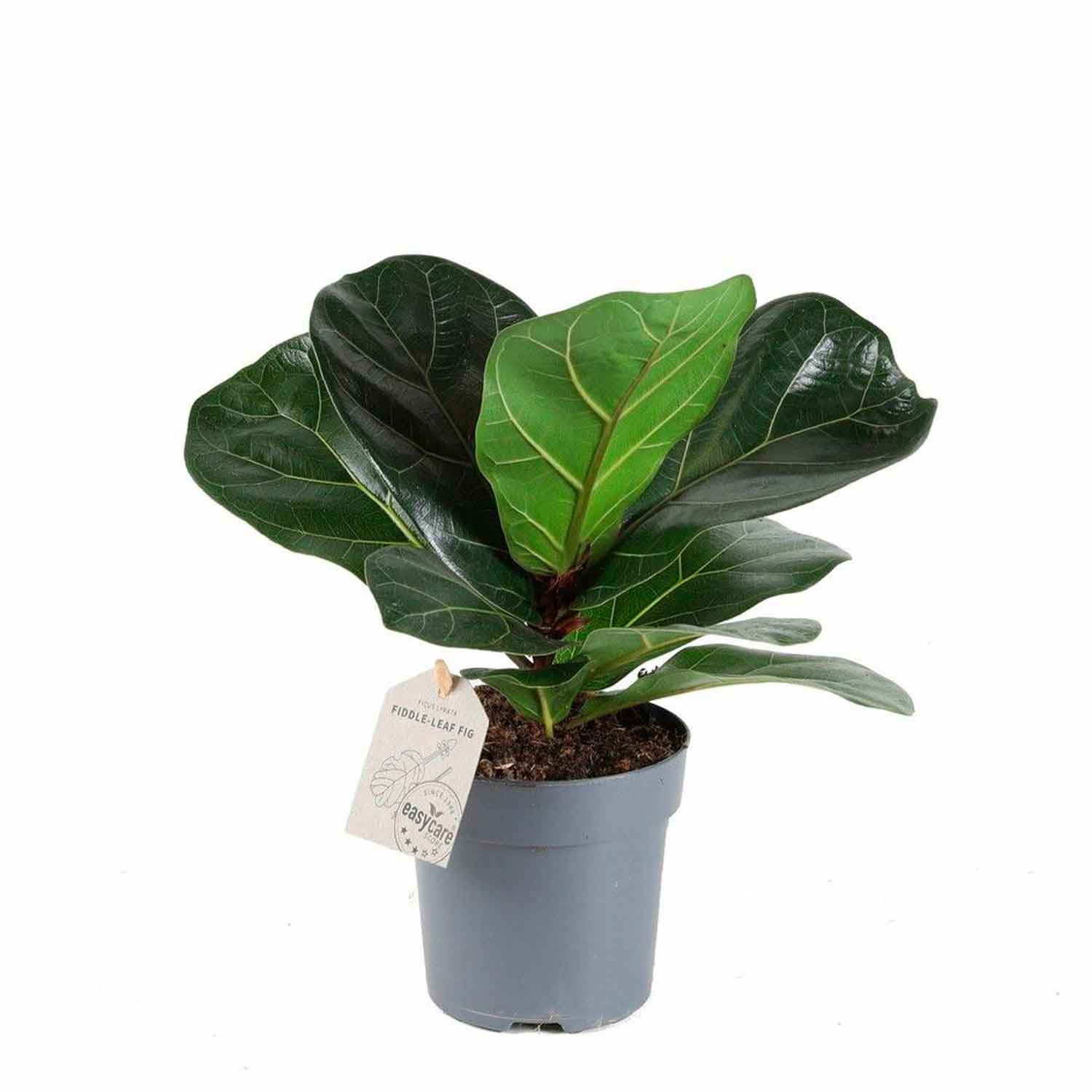 Ficus lyrata 11cm