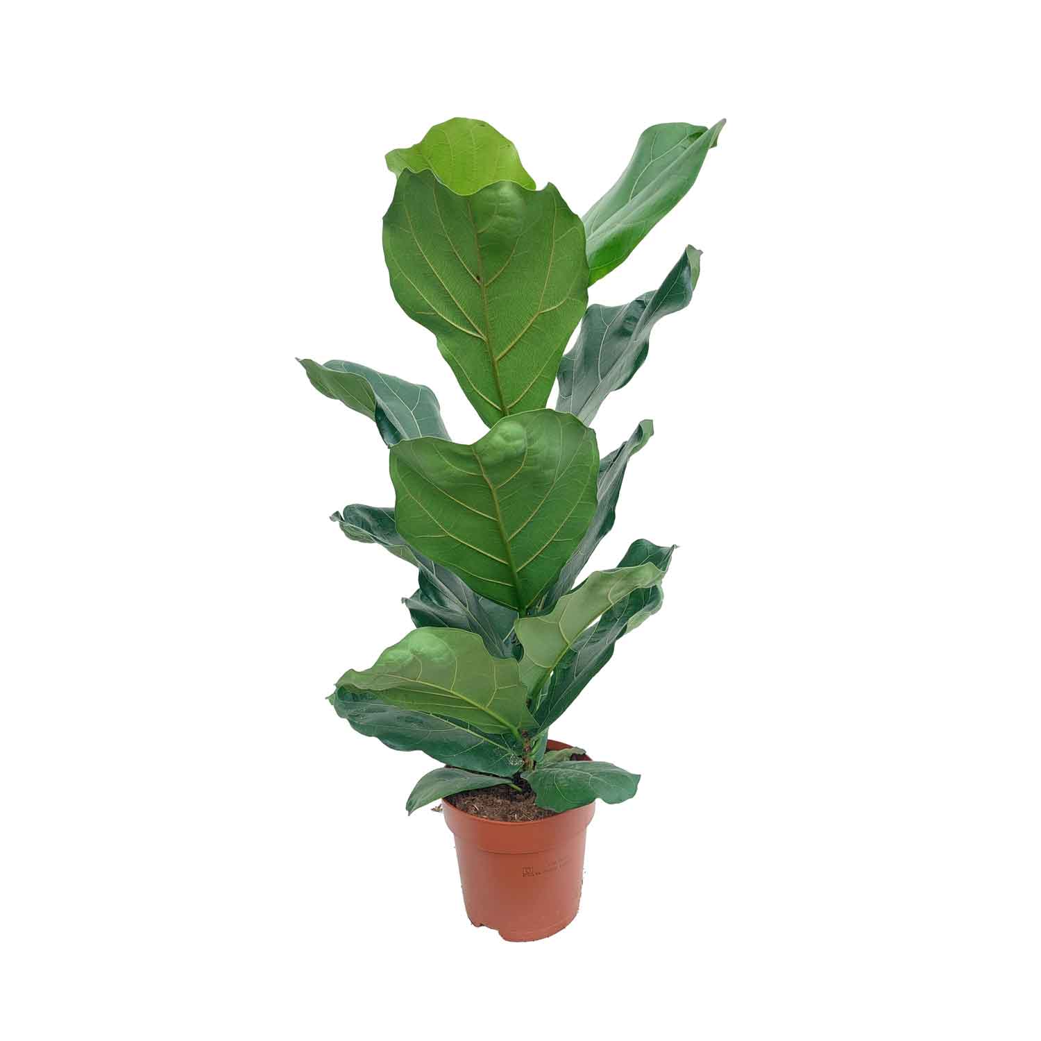 Ficus lyrata 17cm