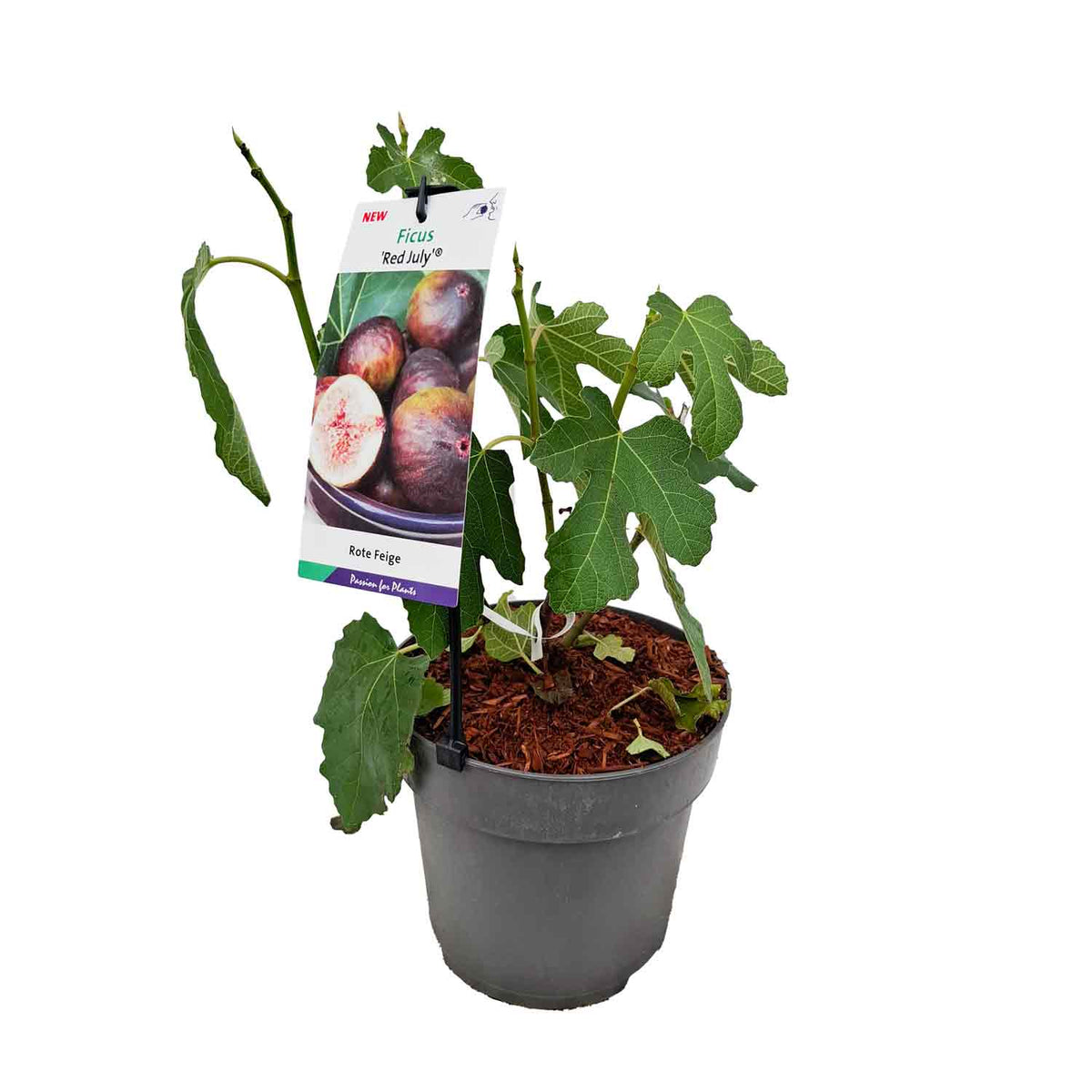 Ficus car. 'Red July'® 40-50 C5