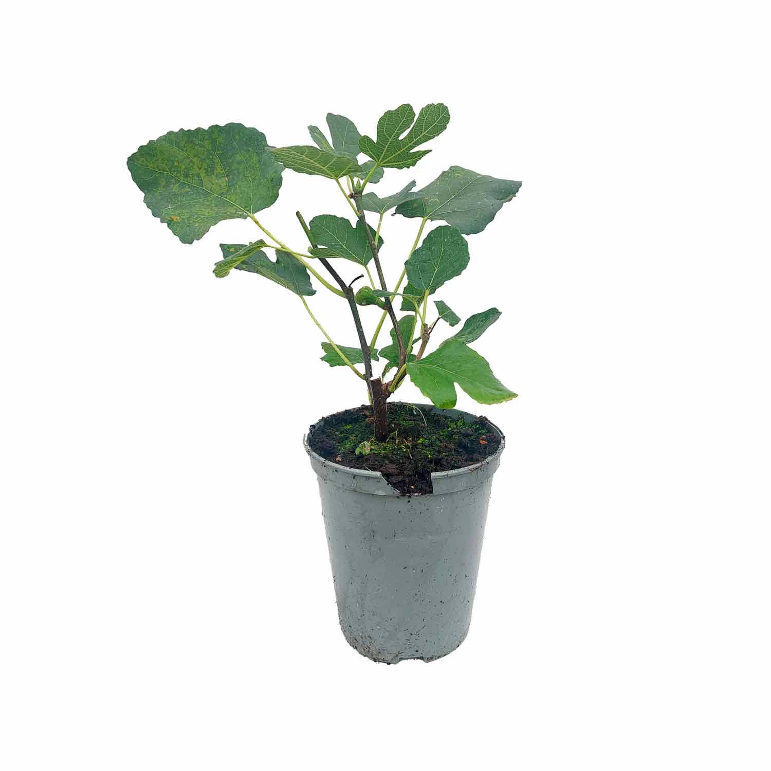 Figen Smyrna 4L (bornholmer figen)