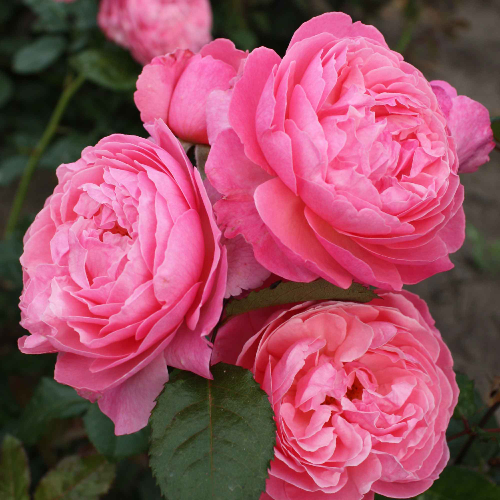 Rose Flora Colonia