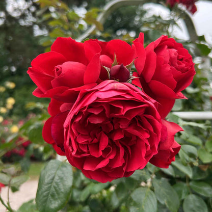 Rose Florentina