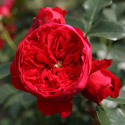 Rose Florentina