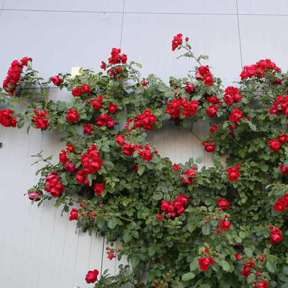 Rose Florentina
