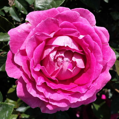 Rose Fräulein Maria