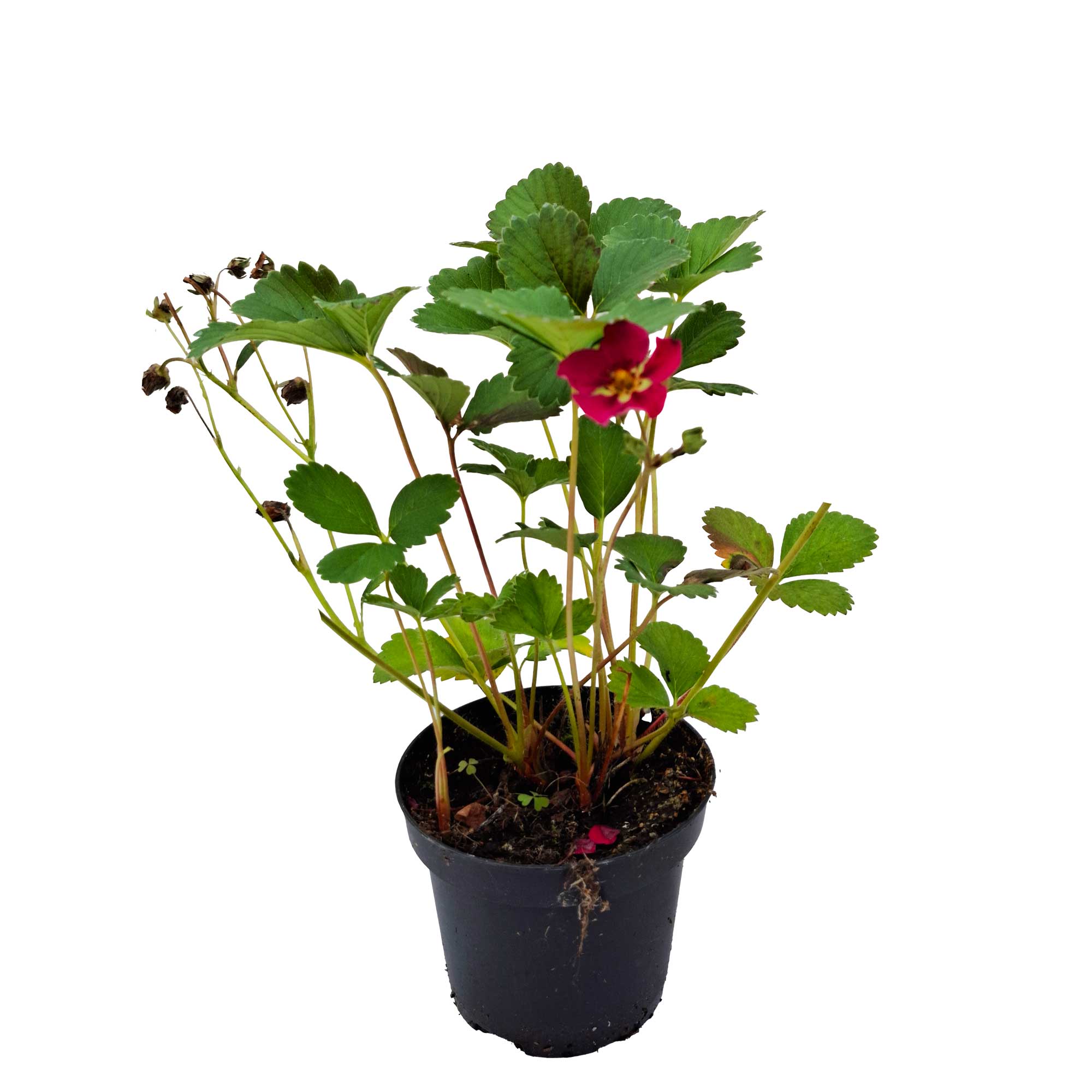 Fragaria 'Deep Rose'