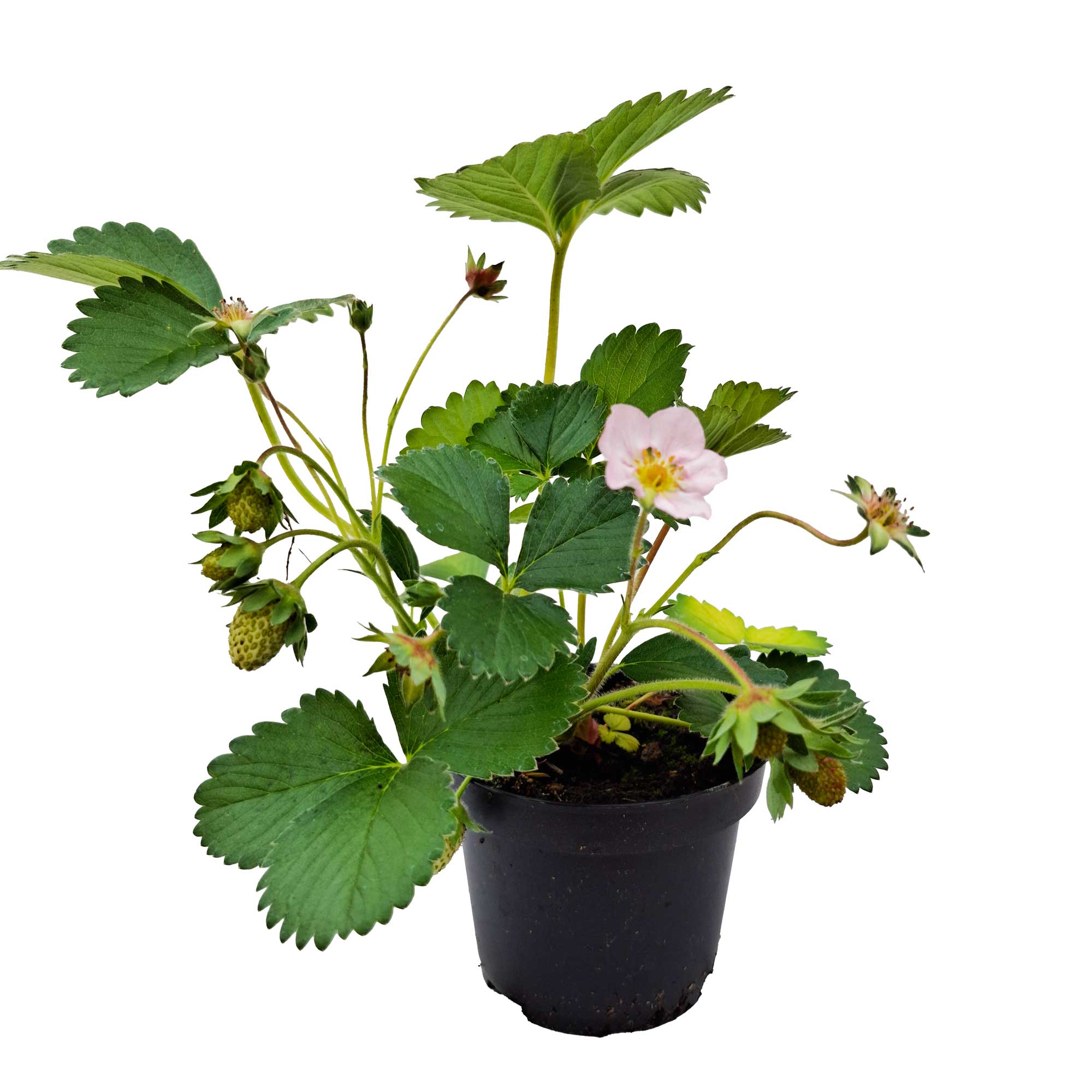 Fragaria ' Pink