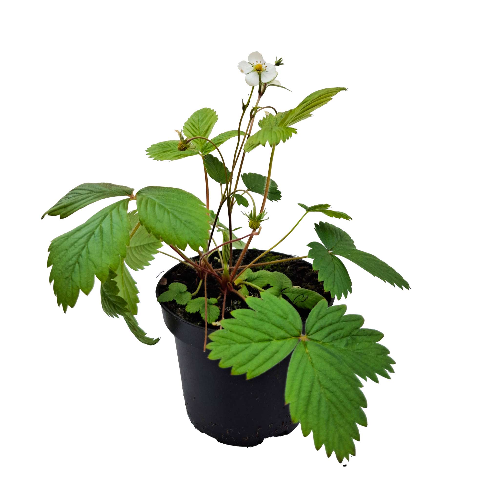 Fragaria vasca 'Småland'