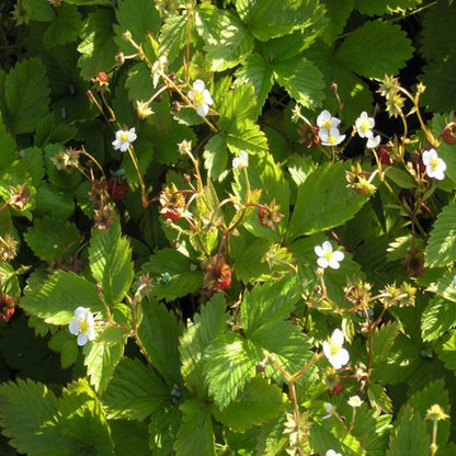 Fragaria vasca 'Småland'