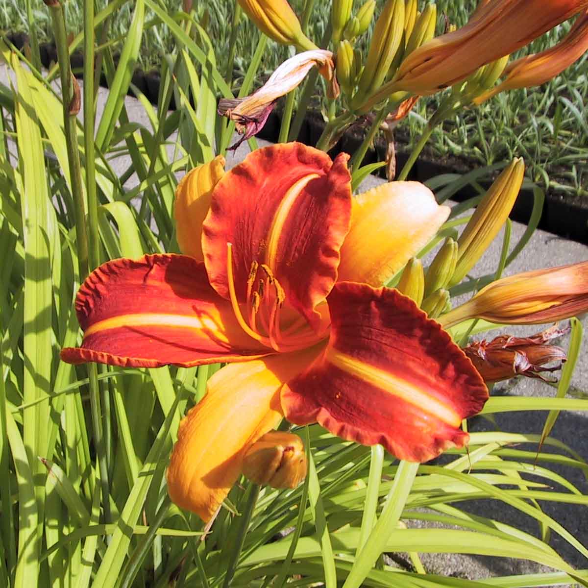 Hemerocallis 'Frans Hals' P9