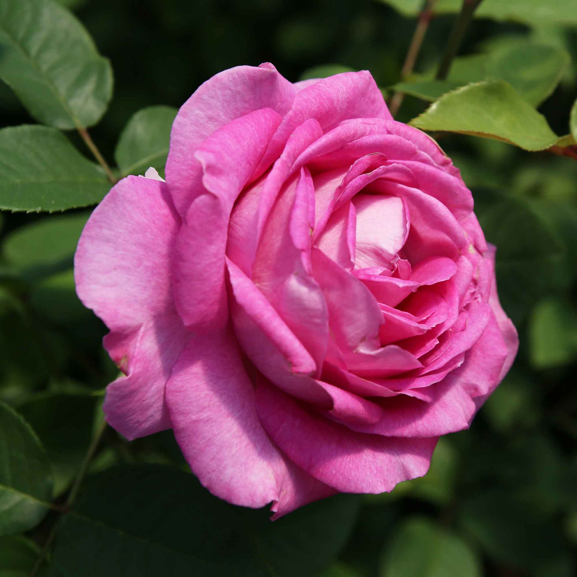 Rose Fräulein Maria