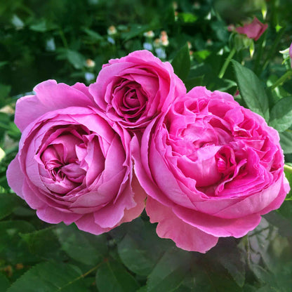 Rose Fräulein Maria