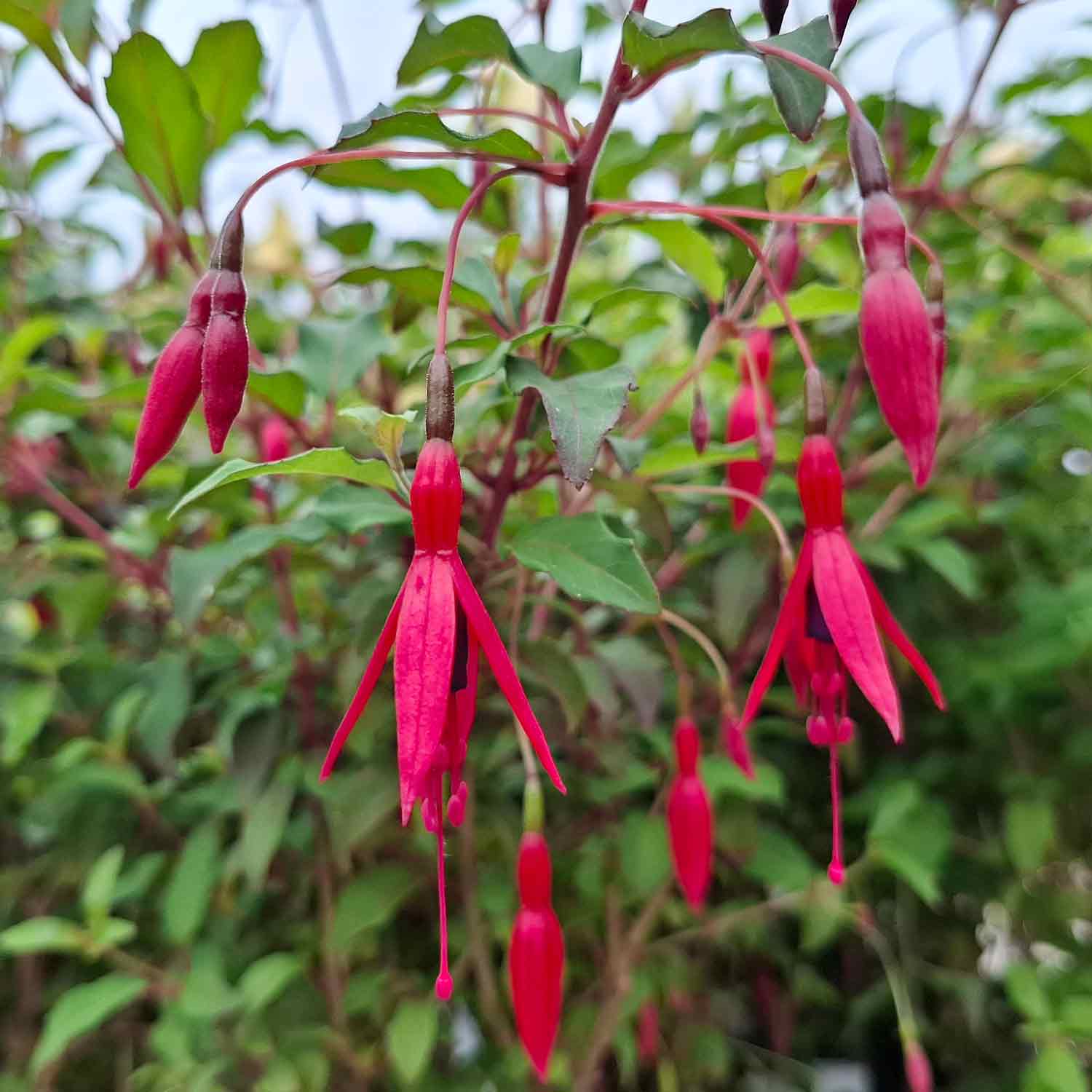 Fuchsia 'Riccartonii' C1,5