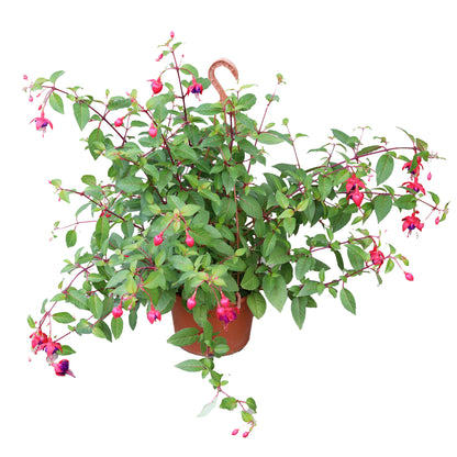 Sommerblomst ampel D25