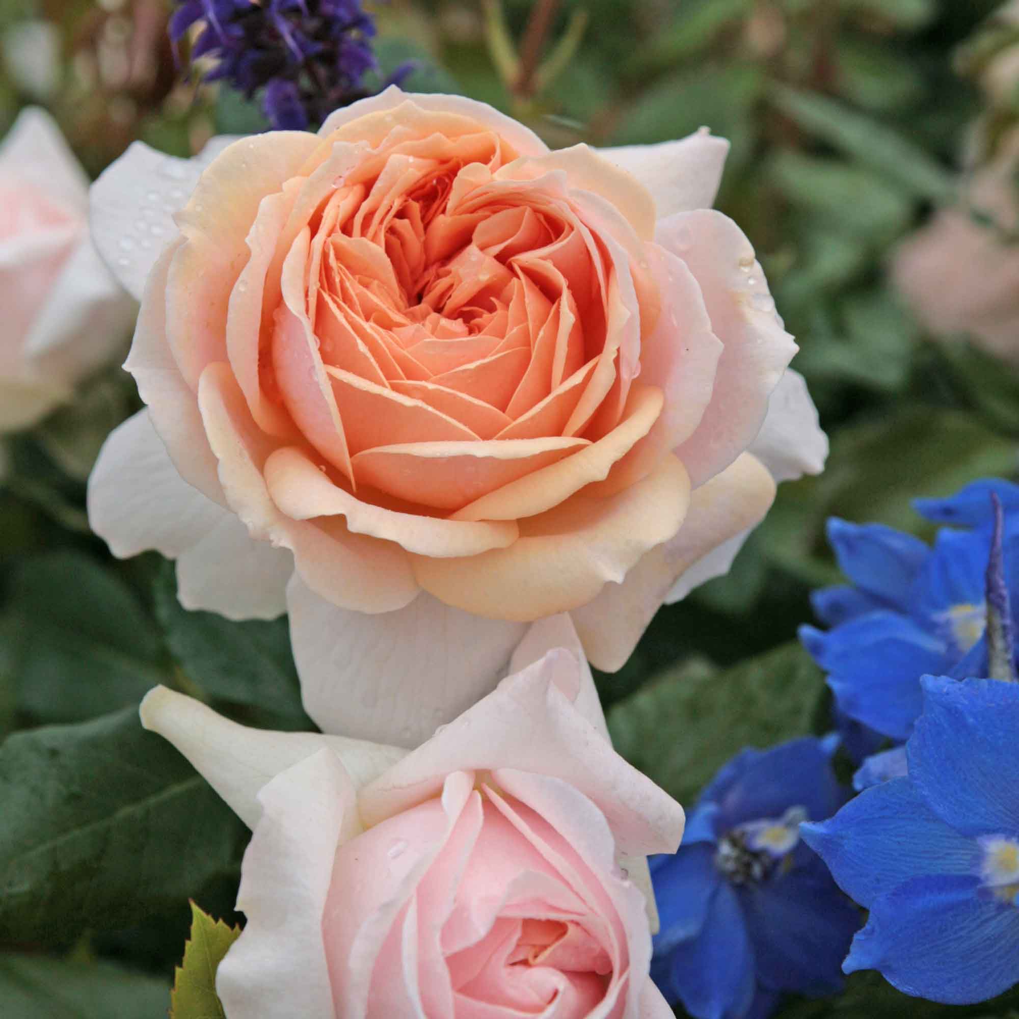 Rose Garden of Roses