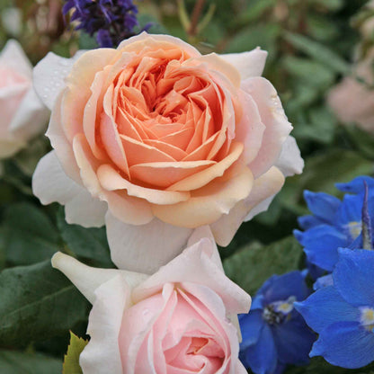 Rose Garden of Roses
