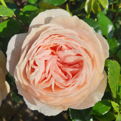 Rose Garden of Roses