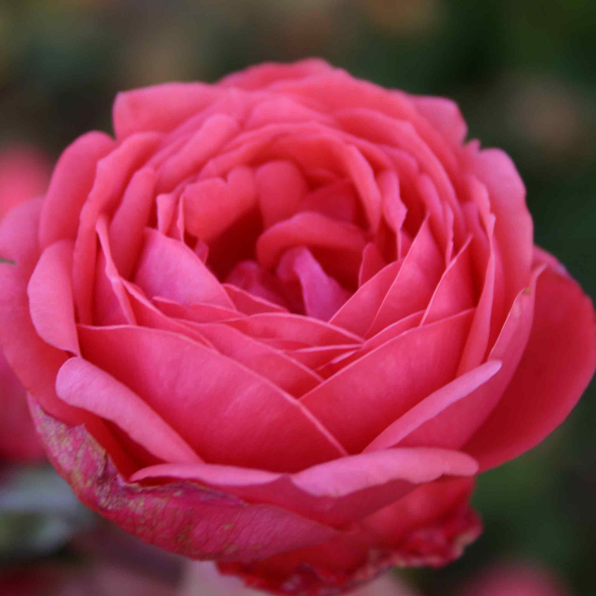 Rose Gartenprinzessin Marie-José