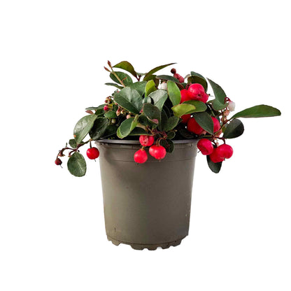 Gaultheria proc. Big Berry 9cm
