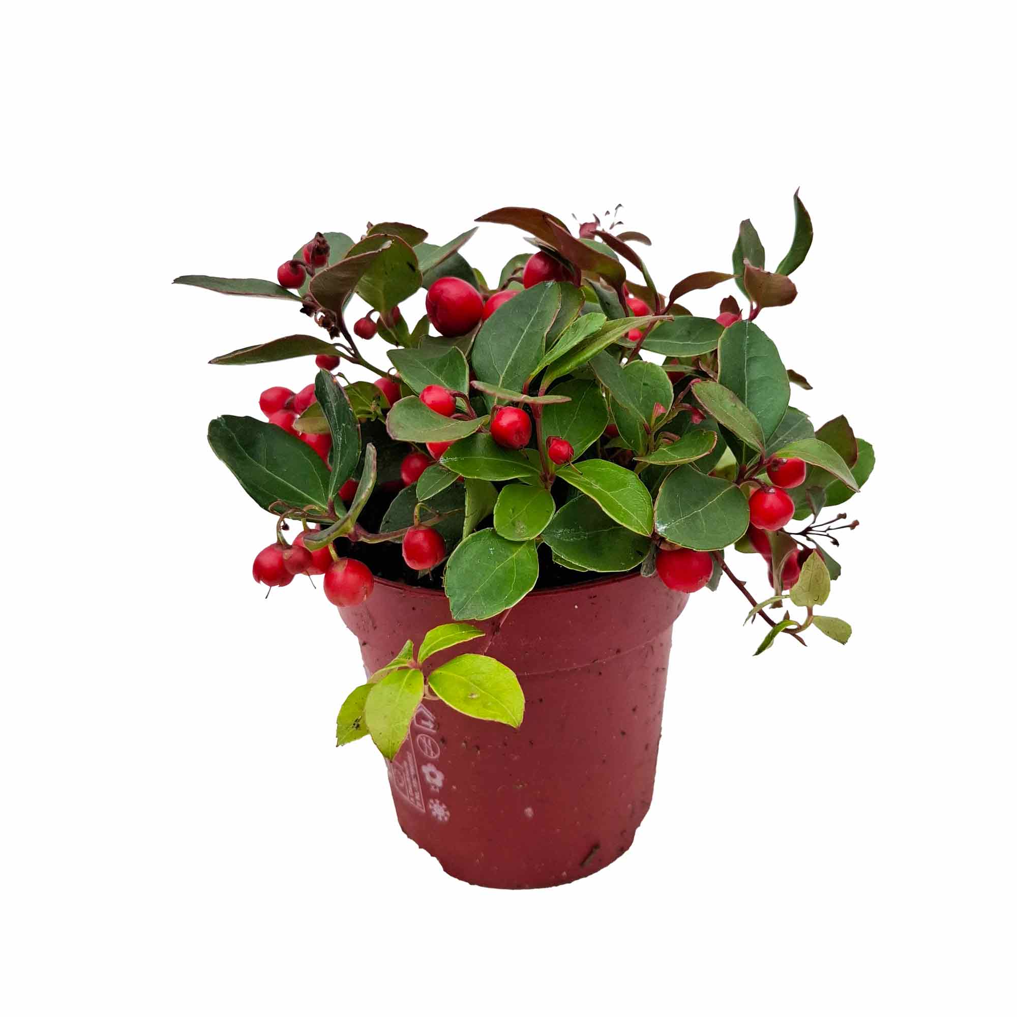 Gaultheria proc. Big Berry 10,5cm