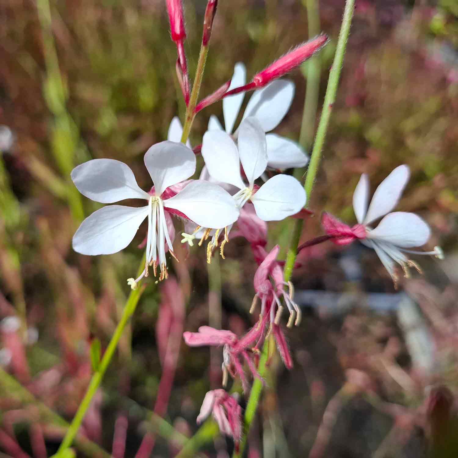 Gaura l. Cherry Brandy P9