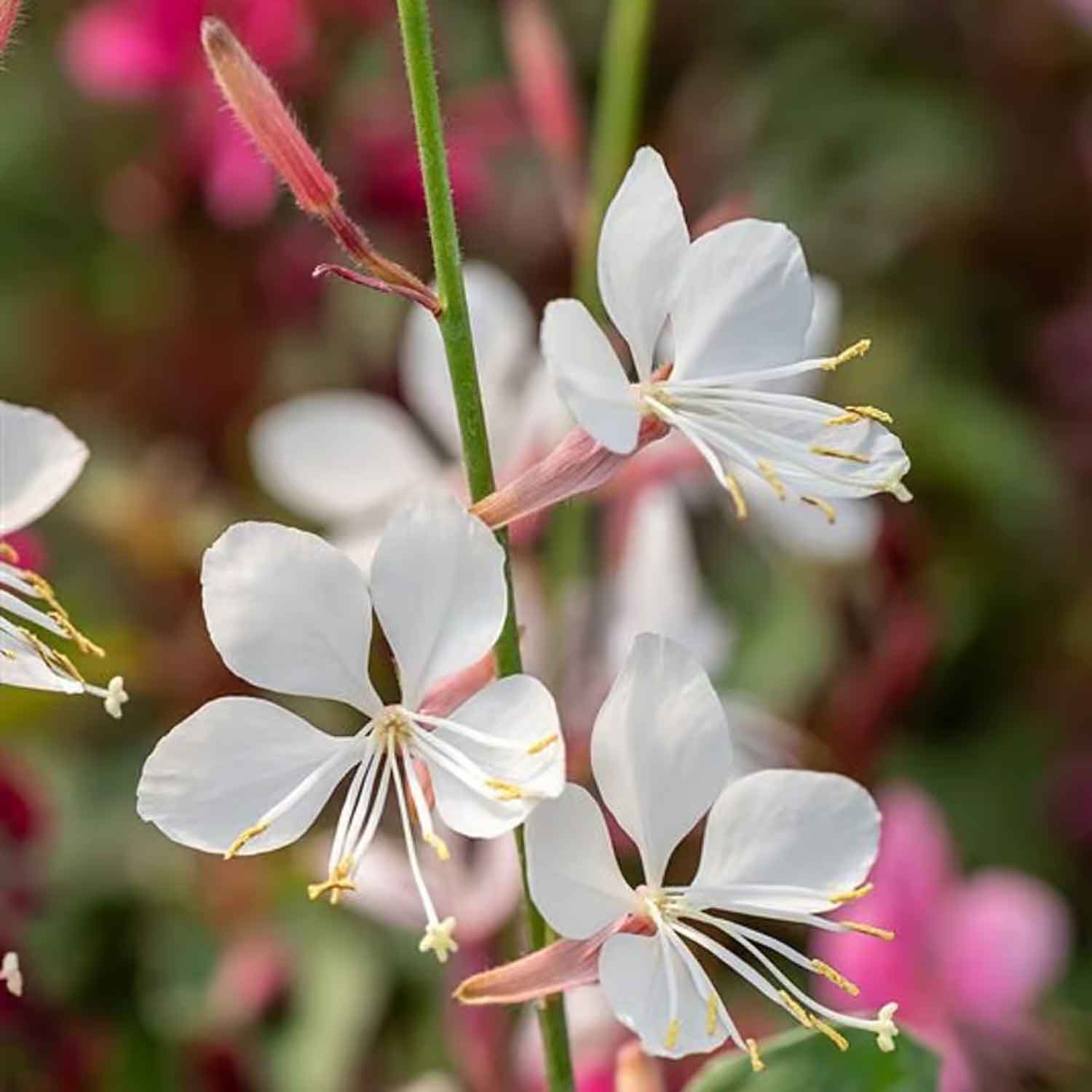Gaura l. 'Flamingo White' P9