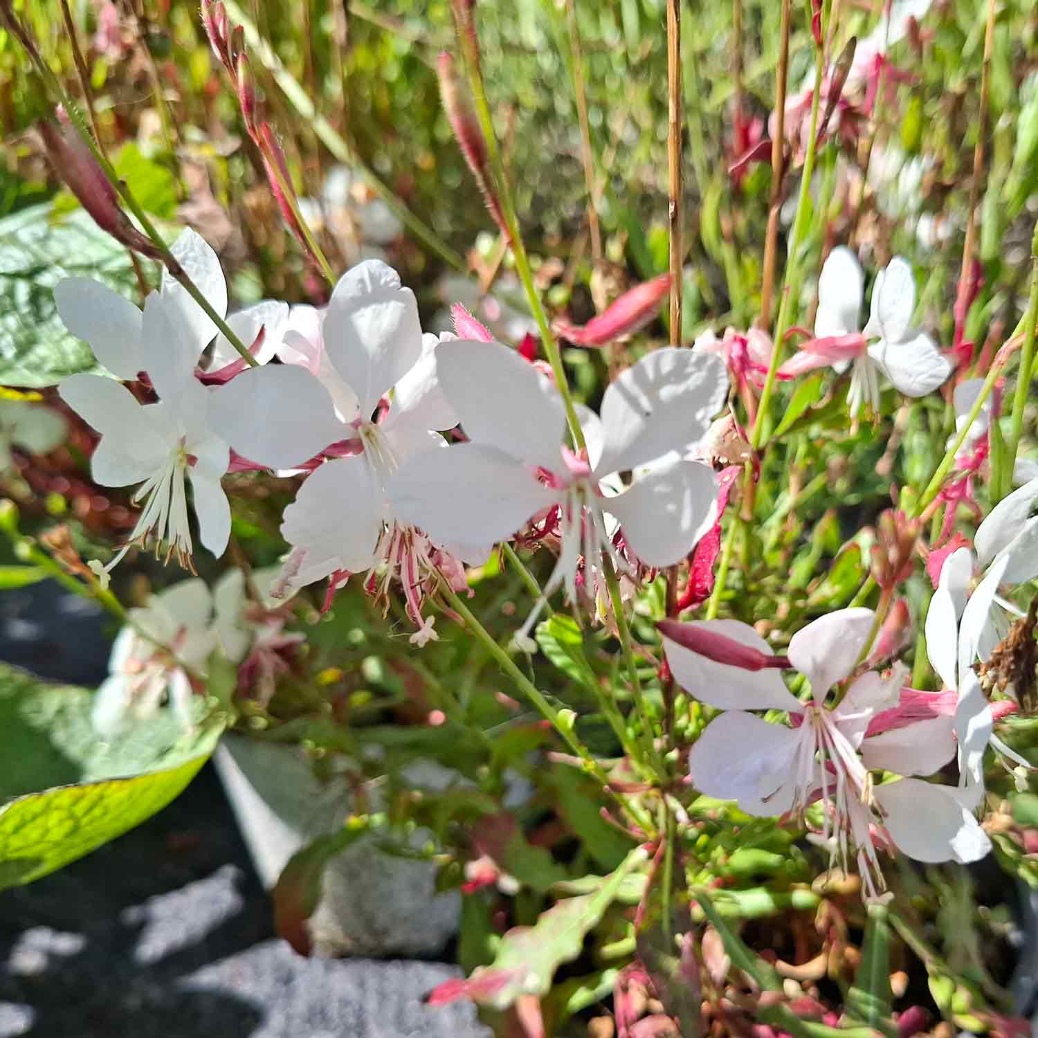 Gaura lindheimeri P9