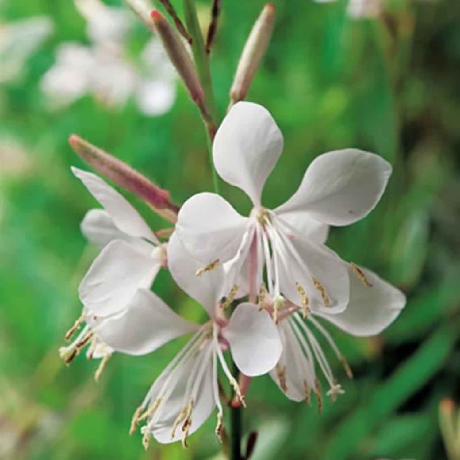 Gaura lindheimeri 2L