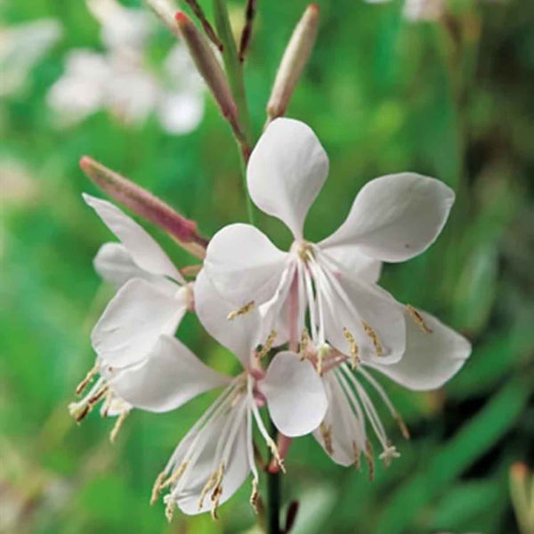 Gaura_lindheimeri_NOR_01032026