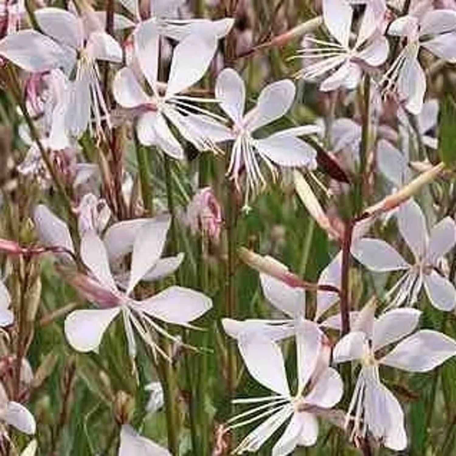 Gaura l. 'Summer Breeze' P9