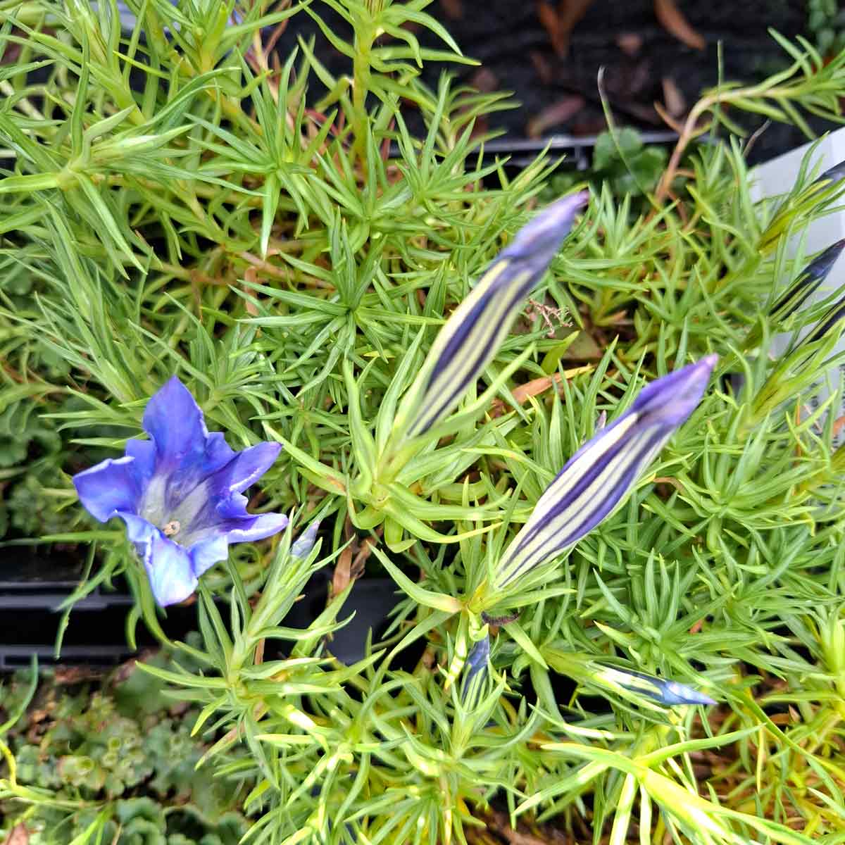 GENTIANA sinoornata  10 cm Potte